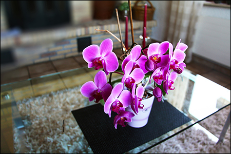 3D Orchids