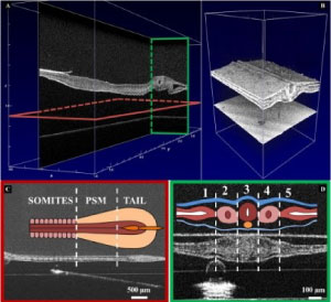 Developmental Biology OCT